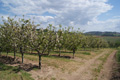 Produção Masilfrutas