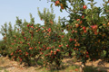 Produção Masilfrutas