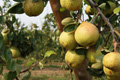 Produção Masilfrutas Pêra Rocha