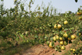 Produção Masilfrutas Pêra Rocha